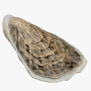 3D model Oyster