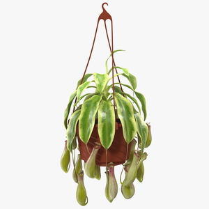 3D Pitcher Plant in Hanging Pot model