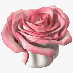 3D Rose Bud Pink model