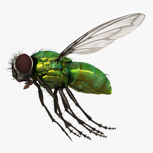 3D Green Bottle Fly Pose 3 model