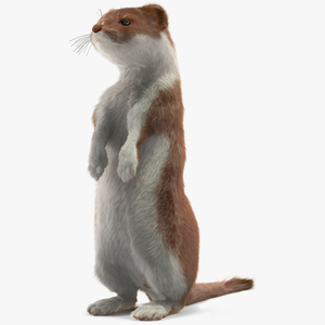 Beringian Stoat Brown Standing Pose Fur 3D model