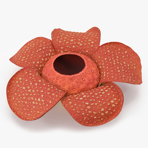 3D Rafflesia Flower