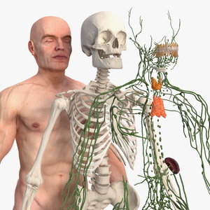 Male Skeleton Lymphatic System and Skin 3D model