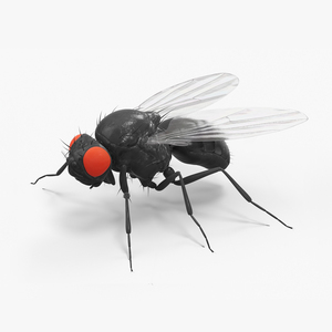 3D model Drosophila Fly Black