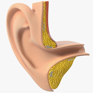 3D Ear Structure model