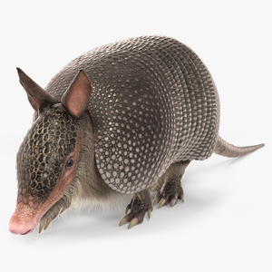 3D model Armadillo in Walking Pose Black Fur