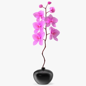 3D model Pink Orchid in Black Vase