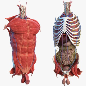 3D Male Torso Full Anatomy model