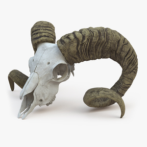 3D Bighorn Ram Skull with Twisted Horns