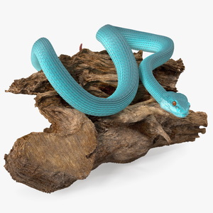 Hanging Trunk Blue Snake Trimeresurus 3D