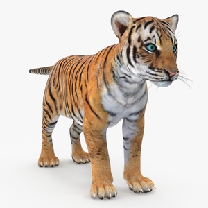 Tiger Cub 3D model