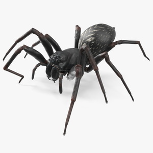 3D Black Wolf Spider Rigged for Cinema 4D model