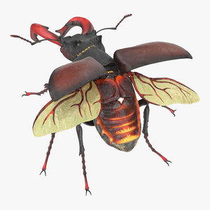 Lucanus Cervus Stag Beetle Flying with Fur 3D