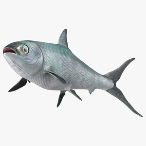 Swimming Milkfish 3D