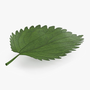 3D model Plant Leaf