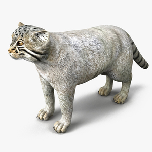 3D model Pallas Cat