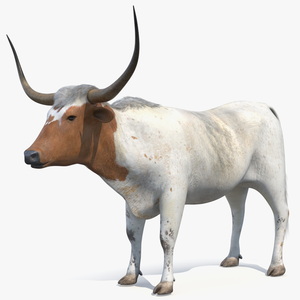 3D Texas Longhorn White Color Rigged model