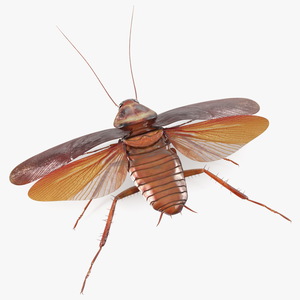 3D Flying Cockroach T-Pose model