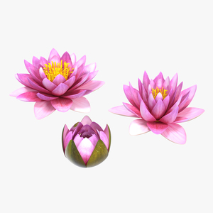 Nymphaea Siam Purple Set 3D model