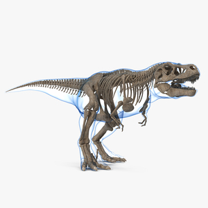 3D Tyrannosaurus Rex Skeleton Fossil with Skin Walking Pose