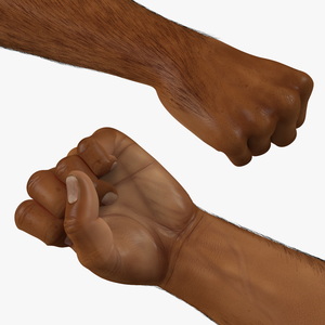 3D Hairy Human Male Arms with Fists Fur