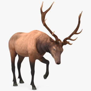 3D model Wapiti