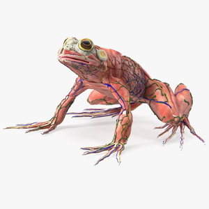 3D Frog Anatomy Complete Body