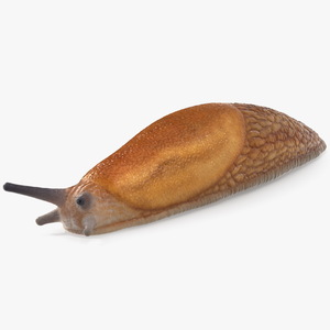 3D Slug Dusky Arion Rigged model