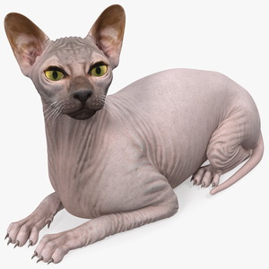 Dark Cream Sphynx Cat Lying Pose 3D