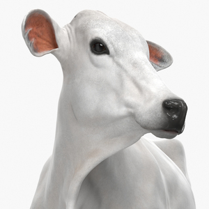 White Cow Female Looking 3D model