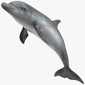 3D Dolphin Jumping Out Of Water Animated for Maya