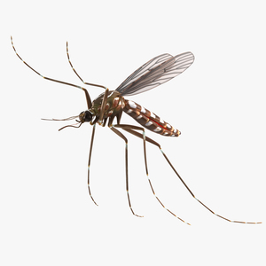 3D model Mosquito Pose 4