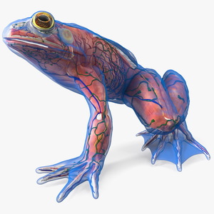 Frog Anatomy Left Side Transparent 3D model