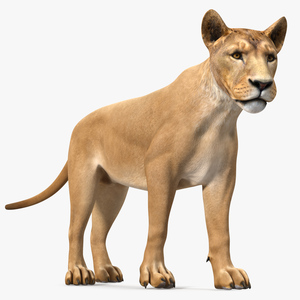 3D Young Lion Walking Pose model