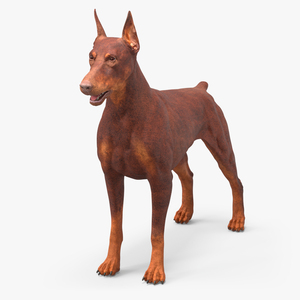 3D Doberman Dog Brown model