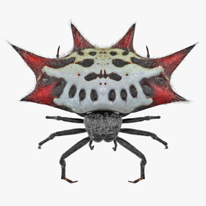 Spiny Orb Weaver Spider Rigged with Fur 3D model