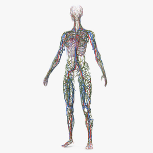 3D Female Cardiovascular Lymphatic and Nervous Systems