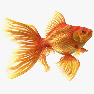 3D Orange Fancy Fantail Goldfish Swimming Pose model