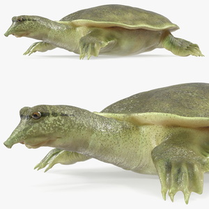 Realistic Chinese Softshell Turtle 3D model