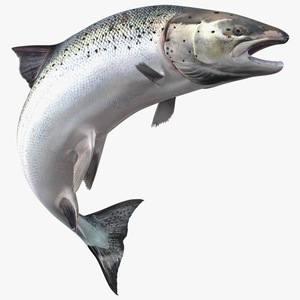 3D model Atlantic Salmon Jump Pose