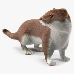 Mustela Erminea Brown Lifelike Pose Fur 3D model