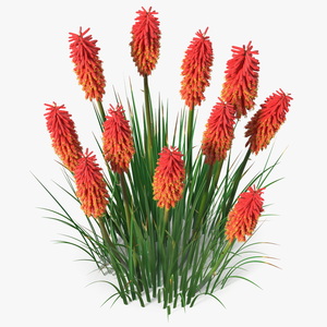 Kniphofia Nancy Red 3D model