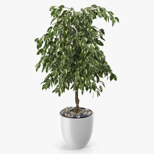 3D Ficus Benjamina Variegated Weeping Fig model