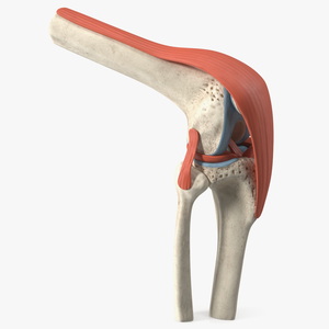 Knee Joint Model Bent State 3D