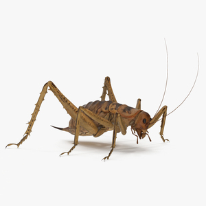 Weta Cricket 3D