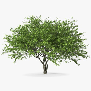 Plum Tree 3D model