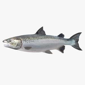 3D model Atlantic Salmon Fish