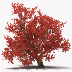 3D Realistic Autumn Red Maple Tree