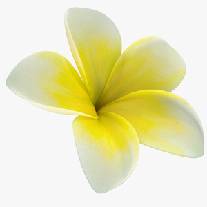 Plumeria Yellow Tropical Flower Hawaiian Lei 3D model