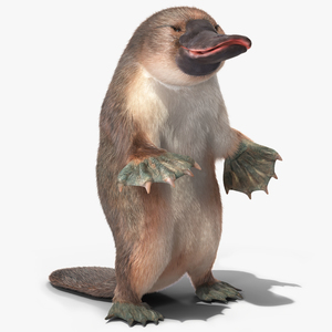 3D Platypus Standing Fur